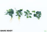 Anubias Barteri "Golden Coin"  (Smaller with many leaves nickel size) NICE PLANTS