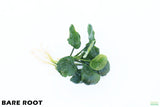 Anubias Barteri "Golden Coin"  (Smaller with many leaves nickel size) NICE PLANTS