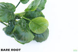 Anubias Barteri "Golden Coin"  (Smaller with many leaves nickel size) NICE PLANTS