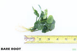 Anubias Barteri "Golden Coin"  (Smaller with many leaves nickel size) NICE PLANTS