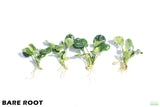 Anubias Barteri Golden Coin_Bare Root_Aquarium Plant For Sale