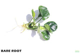 Anubias Barteri Golden Coin_Bare Root_Aquarium Plant For Sale
