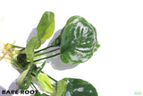 Anubias Barteri Golden Coin_Bare Root_Aquarium Plant For Sale