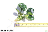 Anubias Barteri Golden Coin_Bare Root_Aquarium Plant For Sale