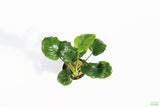 Anubias Barteri "Golden Coin" Aquarium Plant For Sale