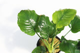 Anubias Barteri "Golden Coin" Aquarium Plant For Sale