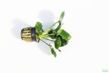 Anubias Barteri "Golden Coin" Aquarium Plant For Sale