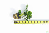 Anubias Barteri "Golden Coin" Aquarium Plant For Sale