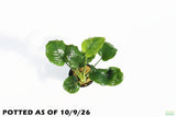 Anubias Barteri "Golden Coin" Aquarium Plant For Sale