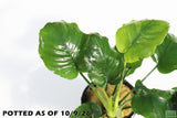 Anubias Barteri "Golden Coin" Aquarium Plant For Sale