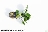 Anubias Barteri "Golden Coin" Aquarium Plant For Sale