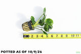 Anubias Barteri "Golden Coin" Aquarium Plant For Sale