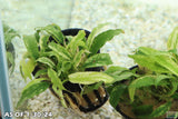 Anubias Barteri Var. Glabra pinto hybrid_Aquarium plant for sale