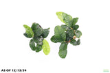 Anubias Coffeefolia_Aquarium Plant for sale