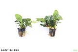 Anubias Coffeefolia_Aquarium Plant for sale