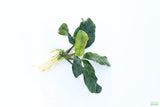 Anubias Coffeefolia