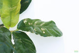 Anubias Coffeefolia