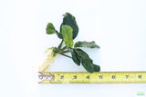Anubias Coffeefolia