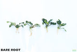 Anubias Coffeefolia