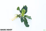 Anubias Coffeefolia