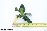 Anubias Coffeefolia