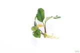 Anubias Coffeefolia