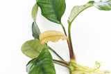 Anubias Coffeefolia