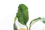 Anubias Coffeefolia