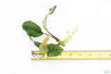 Anubias Coffeefolia
