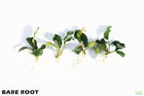 Anubias Coffeefolia_Bare Root_Aquarium Plant For Sale