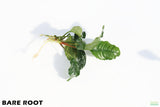 Anubias Coffeefolia_Bare Root_Aquarium Plant For Sale