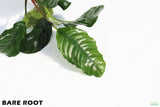 Anubias Coffeefolia_Bare Root_Aquarium Plant For Sale
