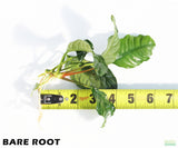 Anubias Coffeefolia_Bare Root_Aquarium Plant For Sale