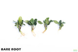 Anubias Coffeefolia_Bare Root_Aquarium Plant For Sale