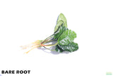 Anubias Coffeefolia_Bare Root_Aquarium Plant For Sale