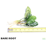 Anubias Coffeefolia_Bare Root_Aquarium Plant For Sale