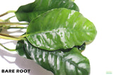 Anubias Coffeefolia_Bare Root_Aquarium Plant For Sale