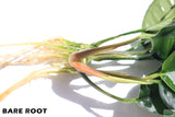 Anubias Coffeefolia_Bare Root_Aquarium Plant For Sale