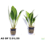 Anubias Congensis (Background Aquarium Plant)