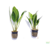Anubias Congensis (Background Aquarium Plant)