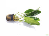 Anubias Congensis (Background Aquarium Plant)