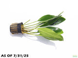 Anubias Congensis (Background Aquarium Plant)