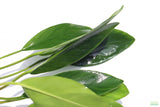 Anubias Congensis (Background Aquarium Plant)
