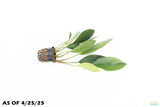 Anubias Congensis_Background Aquarium Plant For Sale