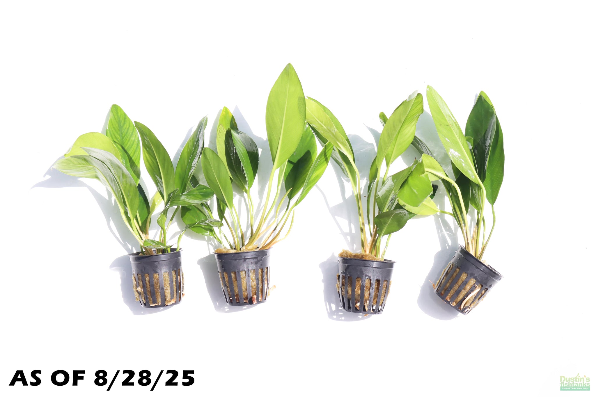 Anubias Congensis (Background Aquarium Plant) – DustinsFishtanks