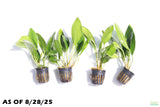 Anubias Congensis_Background Plant_Aquarium plant for sale