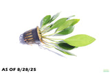 Anubias Congensis_Background Plant_Aquarium plant for sale