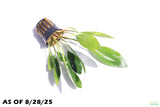 Anubias Congensis_Background Plant_Aquarium plant for sale