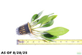 Anubias Congensis_Background Plant_Aquarium plant for sale