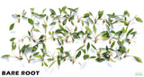 Anubias Congensis_Bare Root
